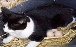 搞笑图片笑死人：这是谁家的猫，怎么下蛋了。