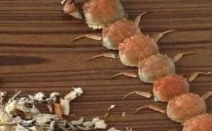 糗事百科图片：大闸蟹吃出蜈蚣的境界