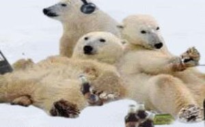 一群白极熊的幸福生活内涵动态图片